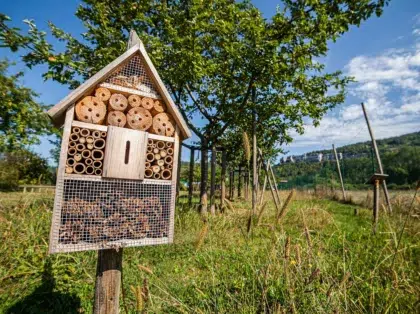 Accueil 9 photo roche ully nid